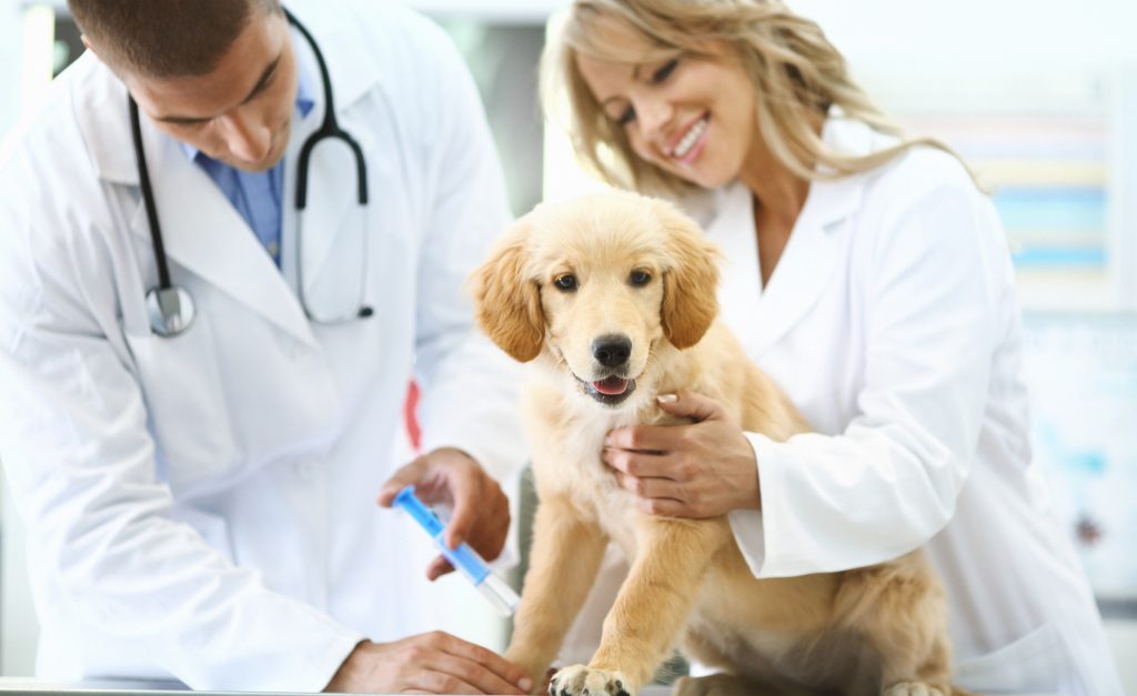 L'allarme del veterinario: No Vax pericolosi per i pet