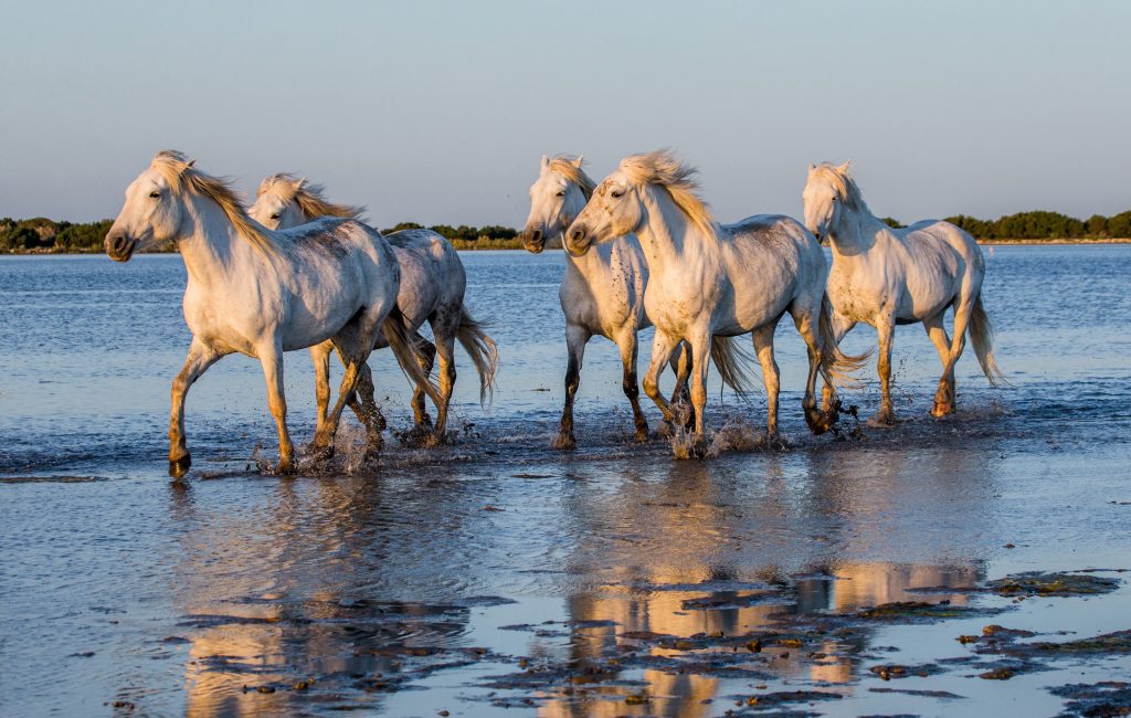 Una nuova casa per i cavalli abbandonati nel Delta del Po