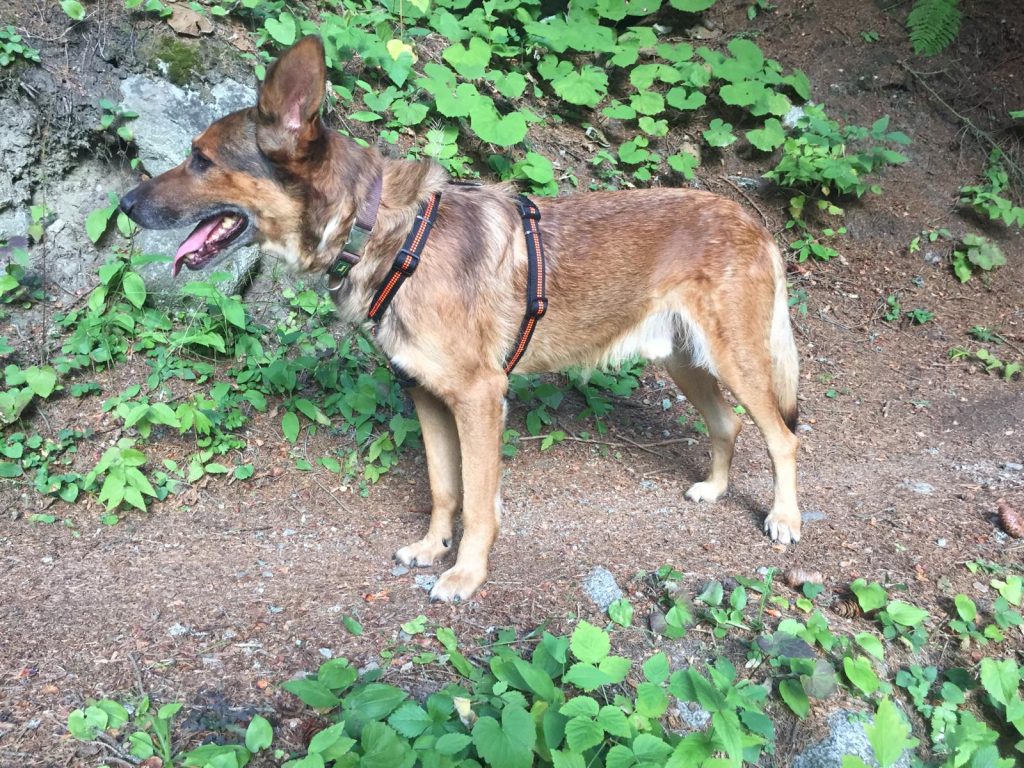 Come difendere il tuo cane dalla Leishmaniosi canina