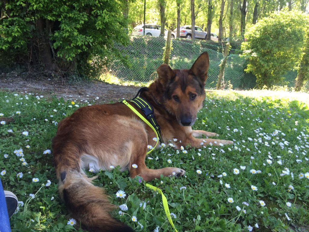 Come difendere il tuo cane dalla Leishmaniosi canina