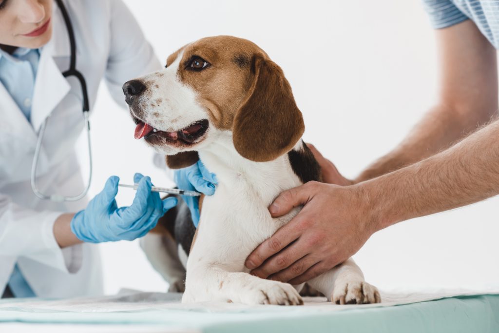 L'allarme del veterinario: No Vax pericolosi per i pet