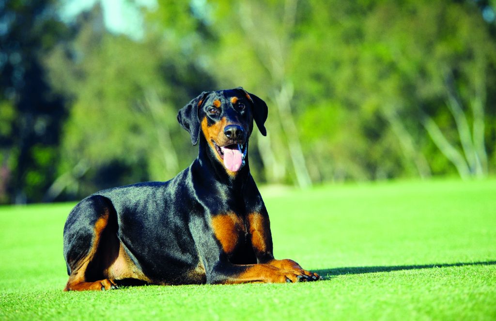 Dobermann