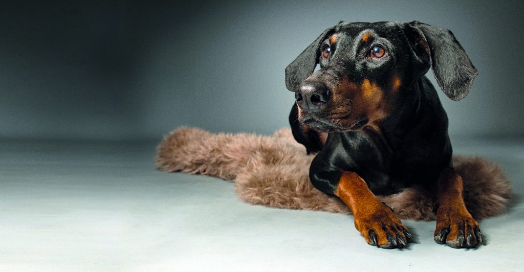 Dobermann