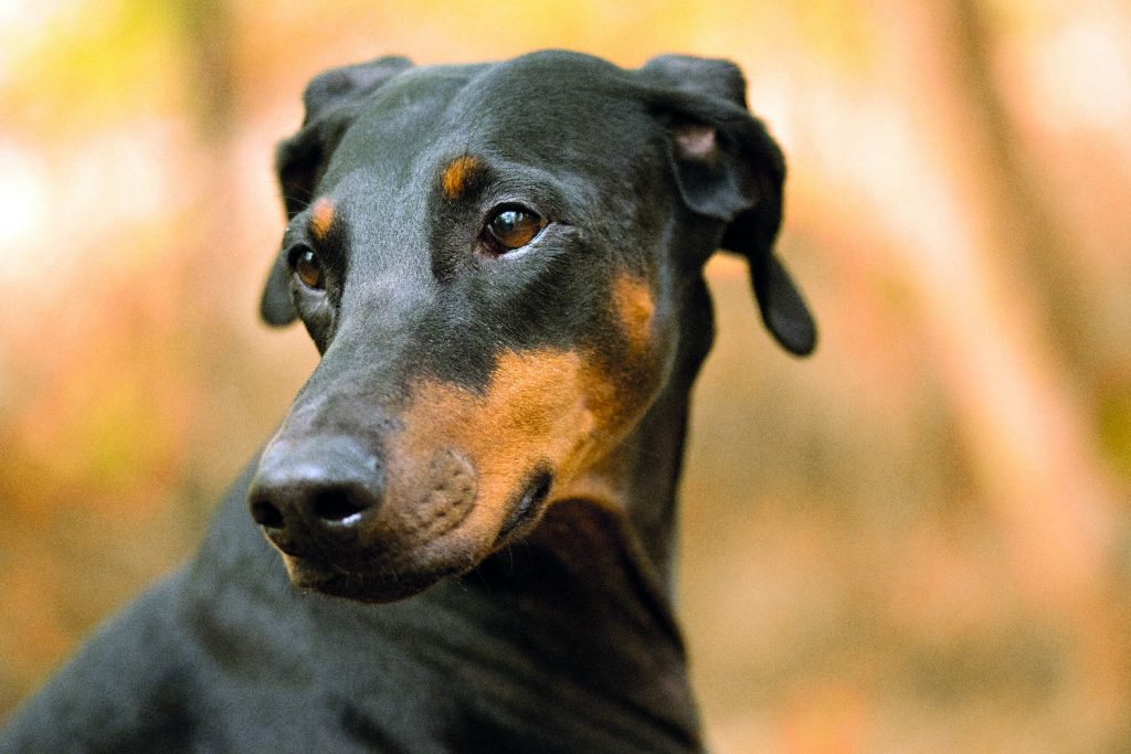 Dobermann