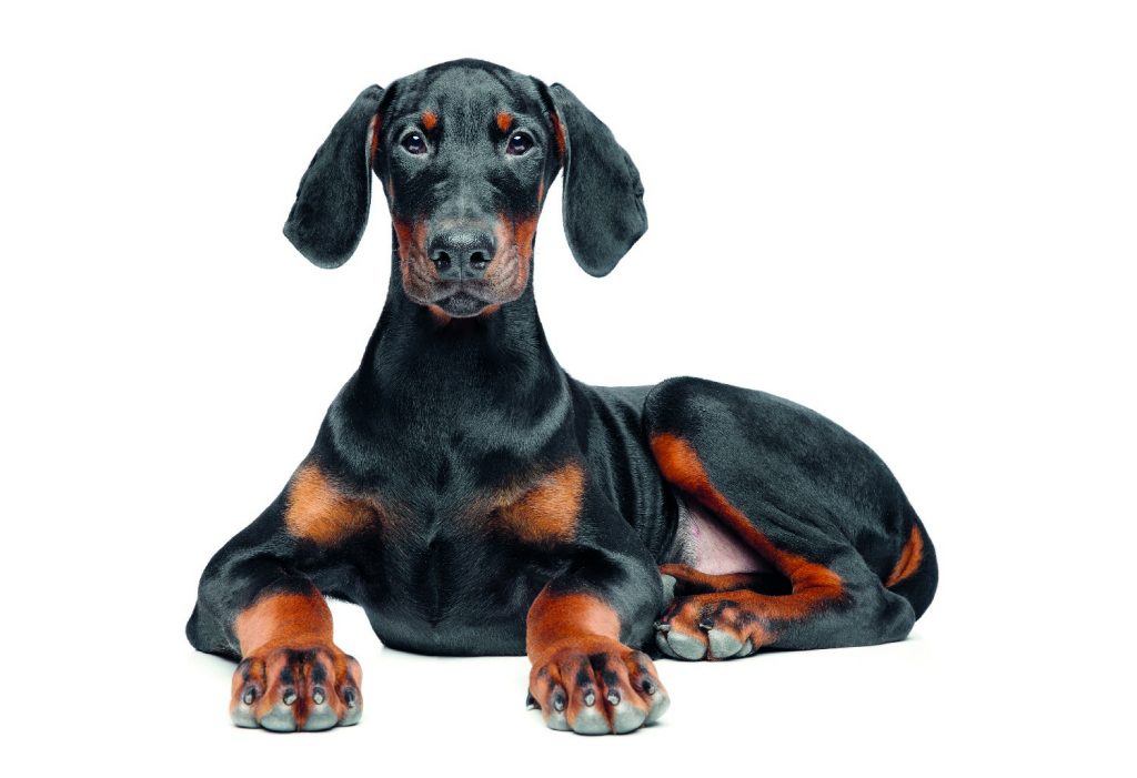 Dobermann