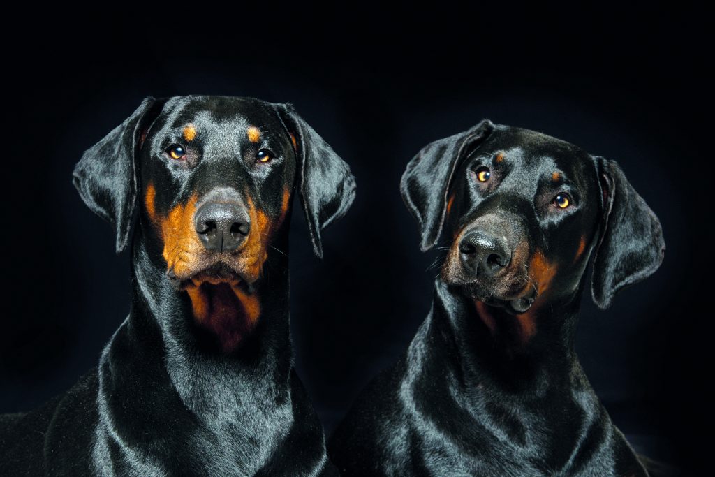 Dobermann