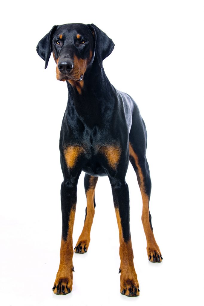 Dobermann