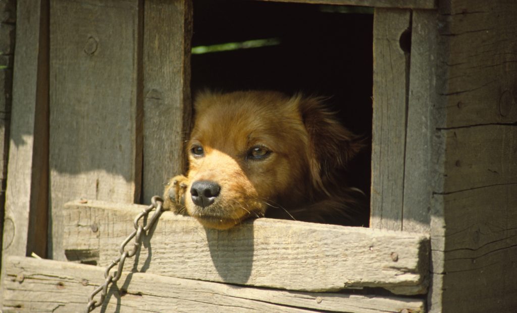 Maltrattamento di animali, petizione #chimaltrattapaga per alzare le pene