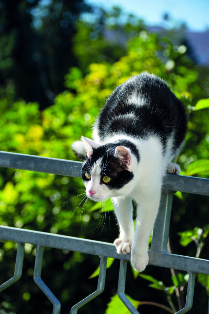 Pet costretti in balcone? No, grazie!