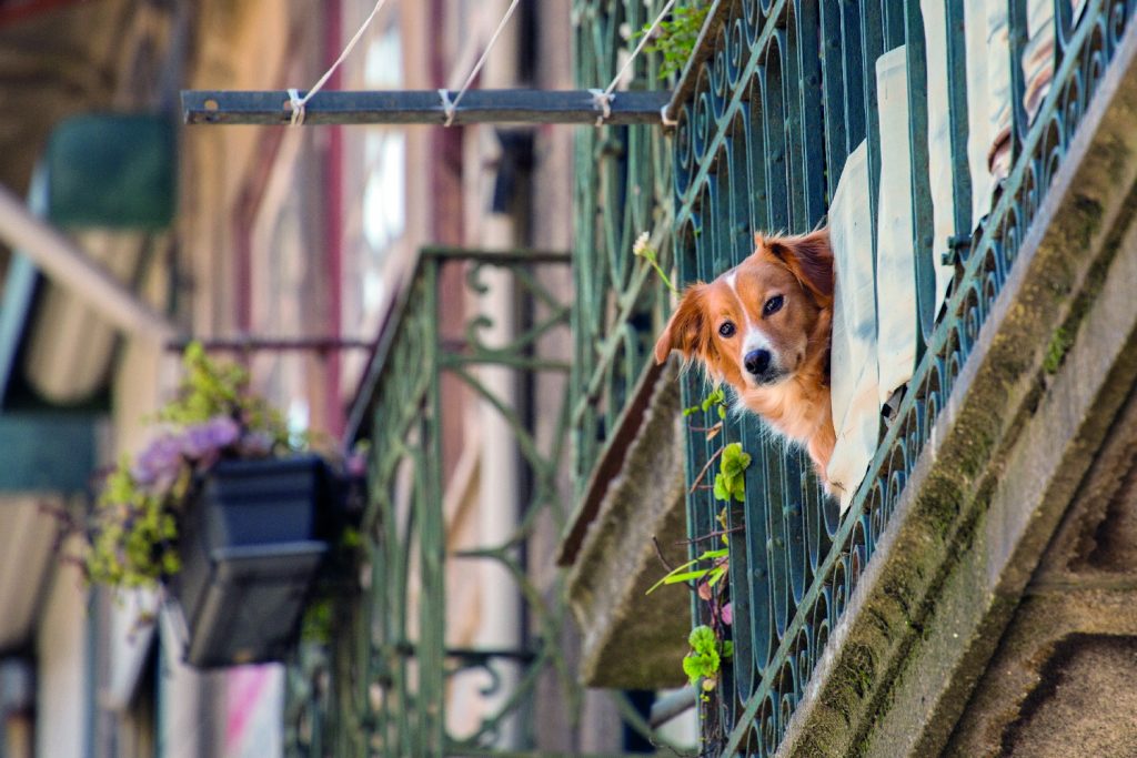 Pet costretti in balcone? No, grazie!