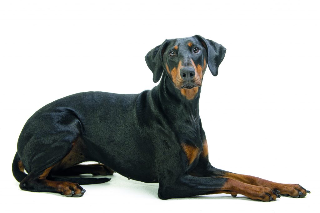 Dobermann