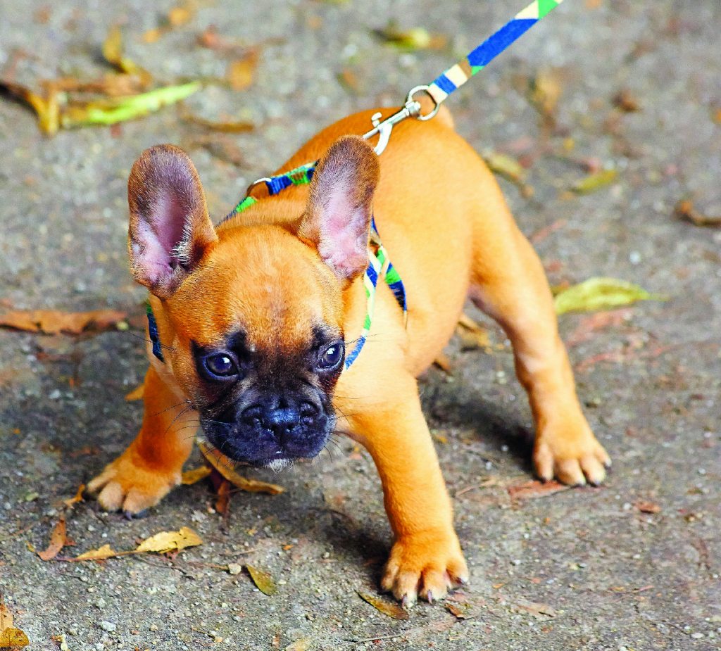 Come aiutare un cane che tira al guinzaglio