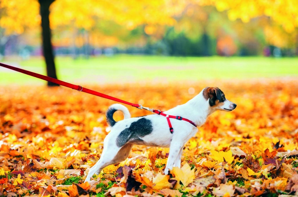 Come aiutare un cane che tira al guinzaglio