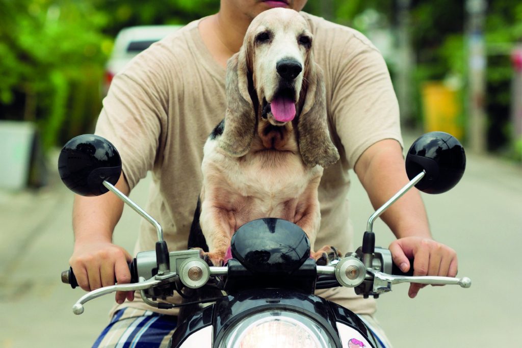 Il cane tecnologico