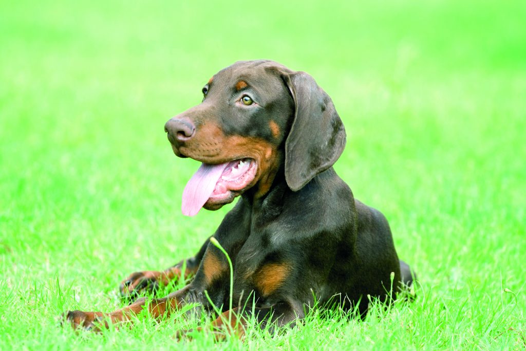 Dobermann