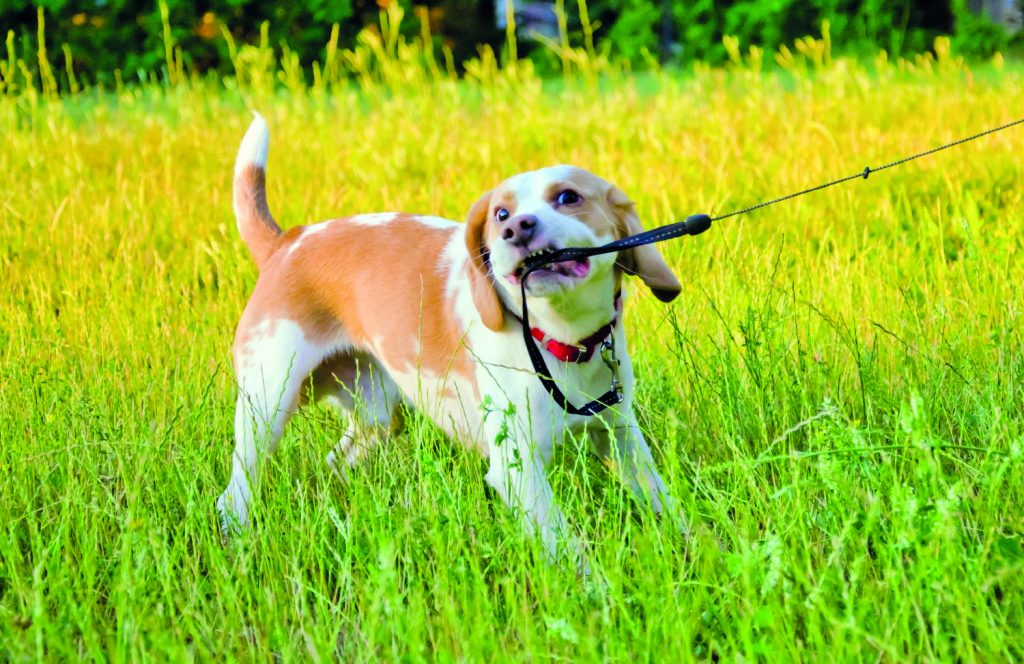 Come aiutare un cane che tira al guinzaglio