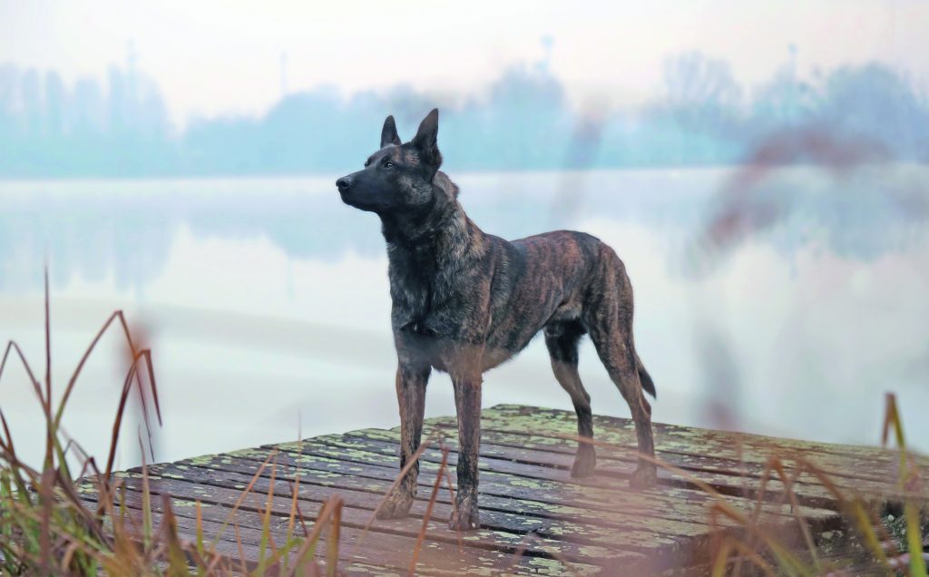 Pastore Olandese (Dutch Shepherd)