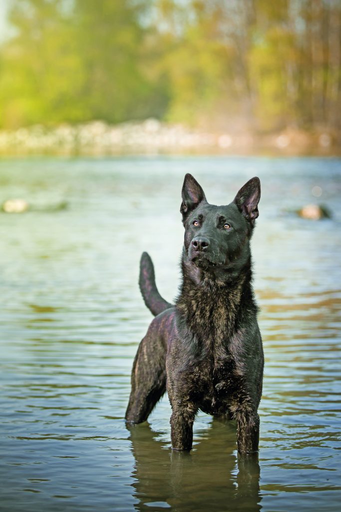 Pastore Olandese (Dutch Shepherd)