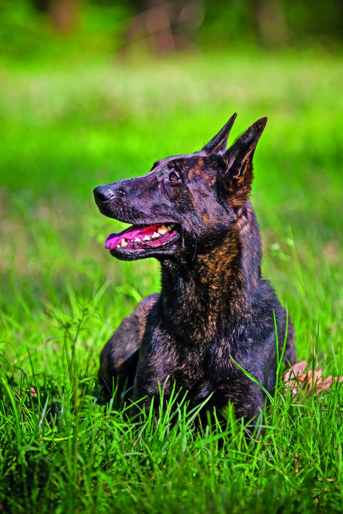 Pastore Olandese (Dutch Shepherd)