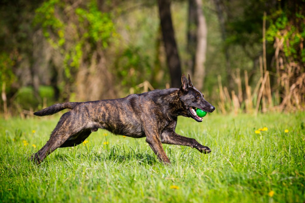 Pastore Olandese (Dutch Shepherd)