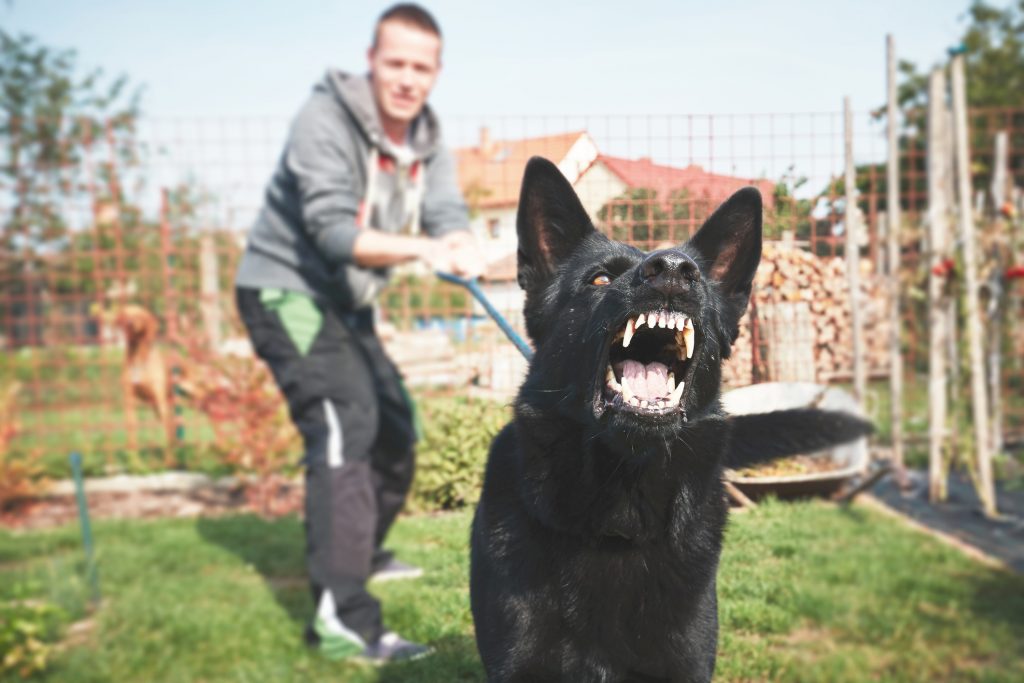 Aggressioni di cani all'uomo, 70 mila casi all'anno