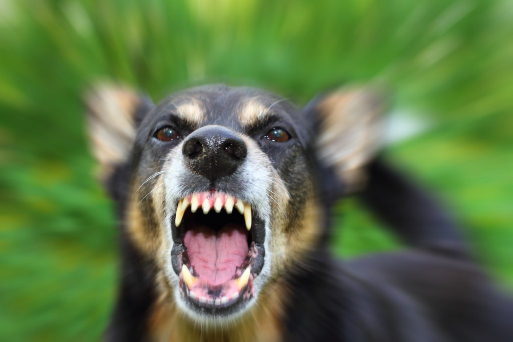 Aggressioni di cani all'uomo, 70 mila casi all'anno