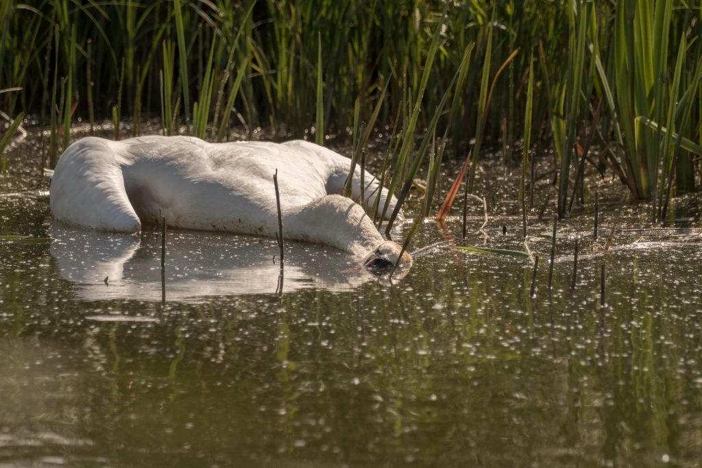 Cigno ucciso a bastonate, il partner si lascia morire