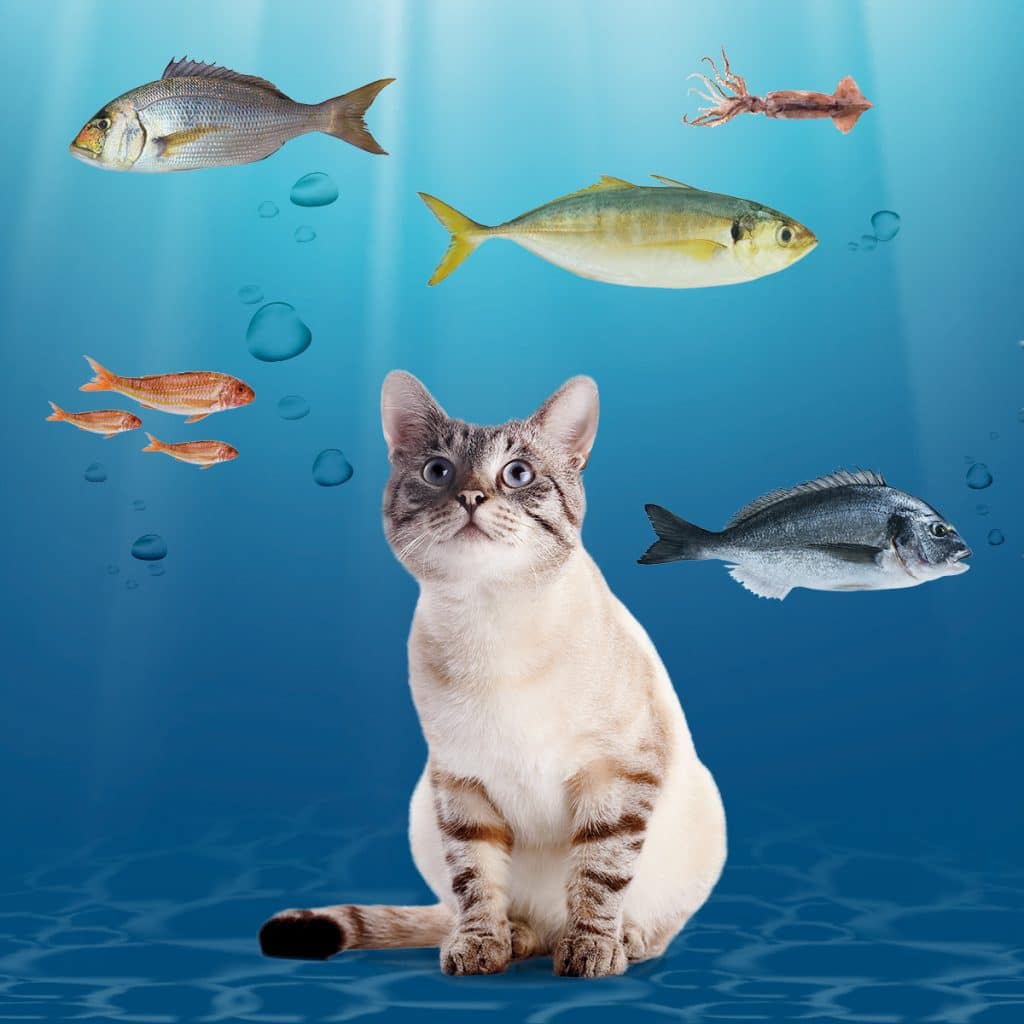 Umido per gatti con pesce, 8 golose novità in arrivo