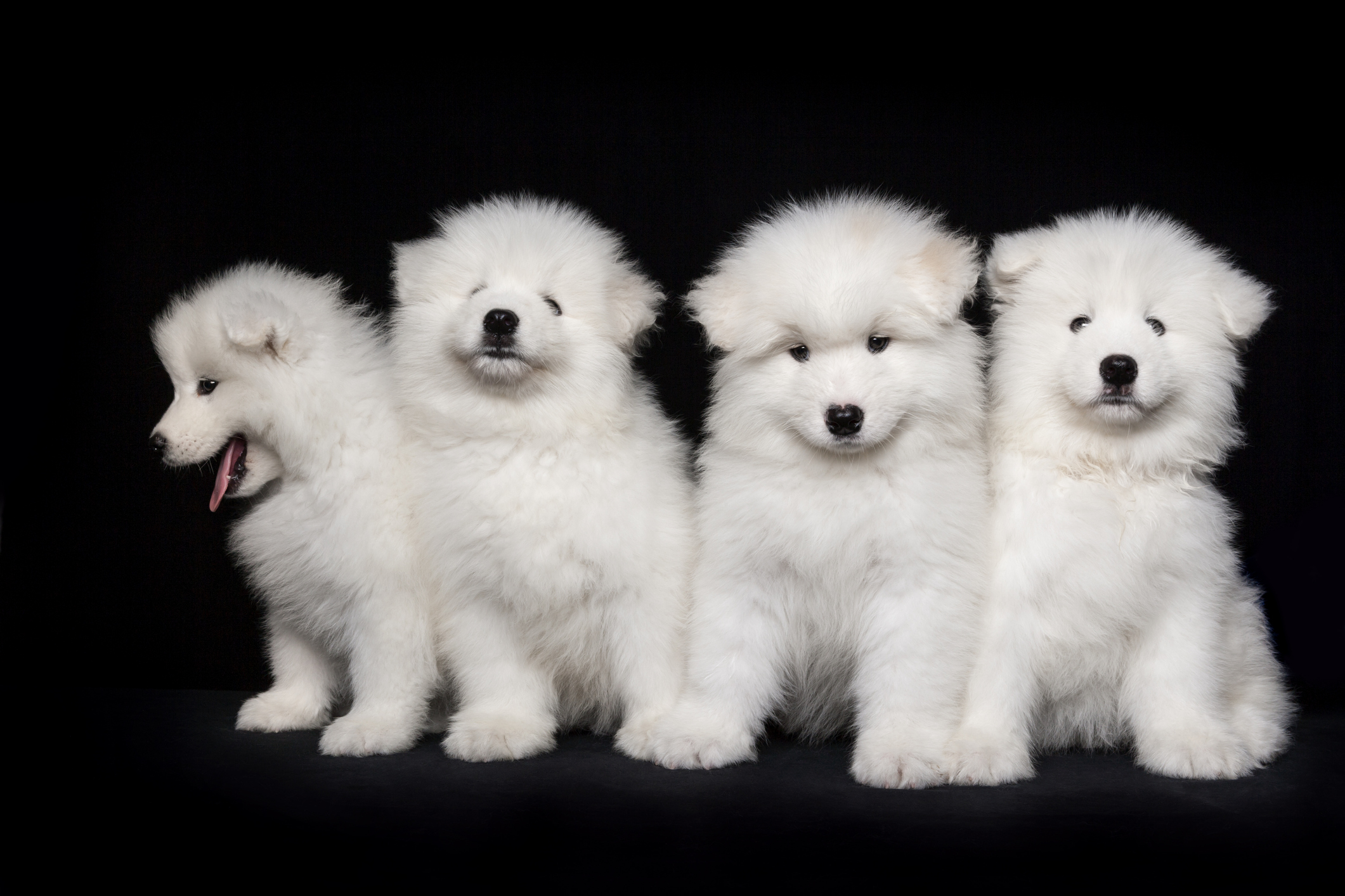 Cani peluche veri outlet