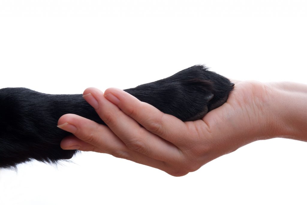 Manuel Bortuzzo, un cucciolo di labrador per ripartire