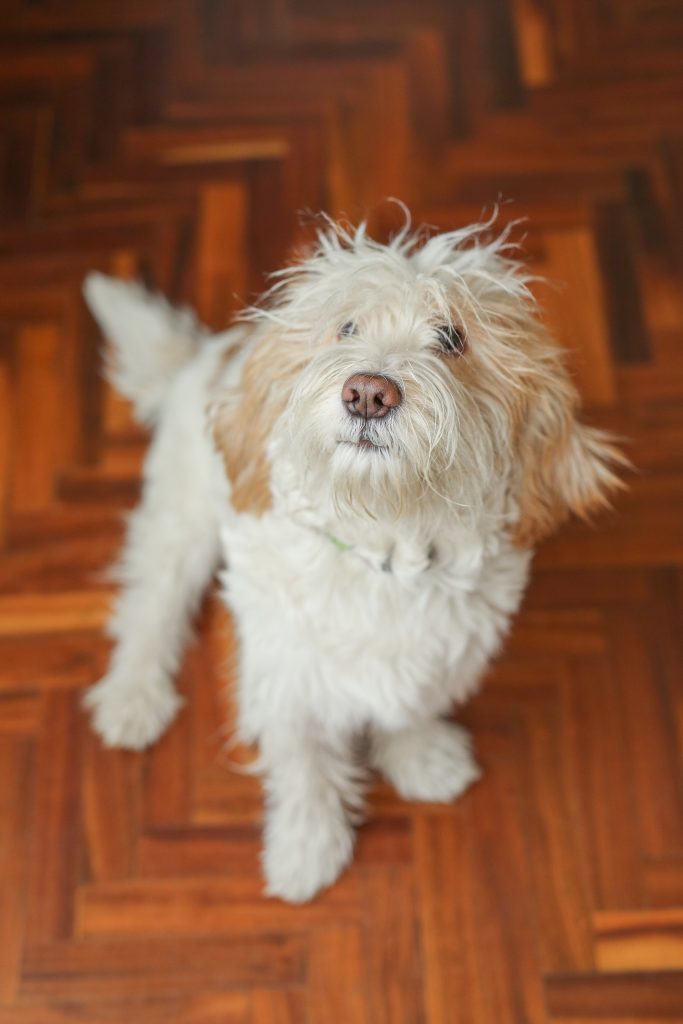 Otto, il cane “nerd” dell’Estetista Cinica