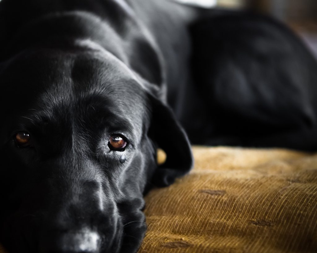 Funerale del padrone, il cane non può entrare in chiesa