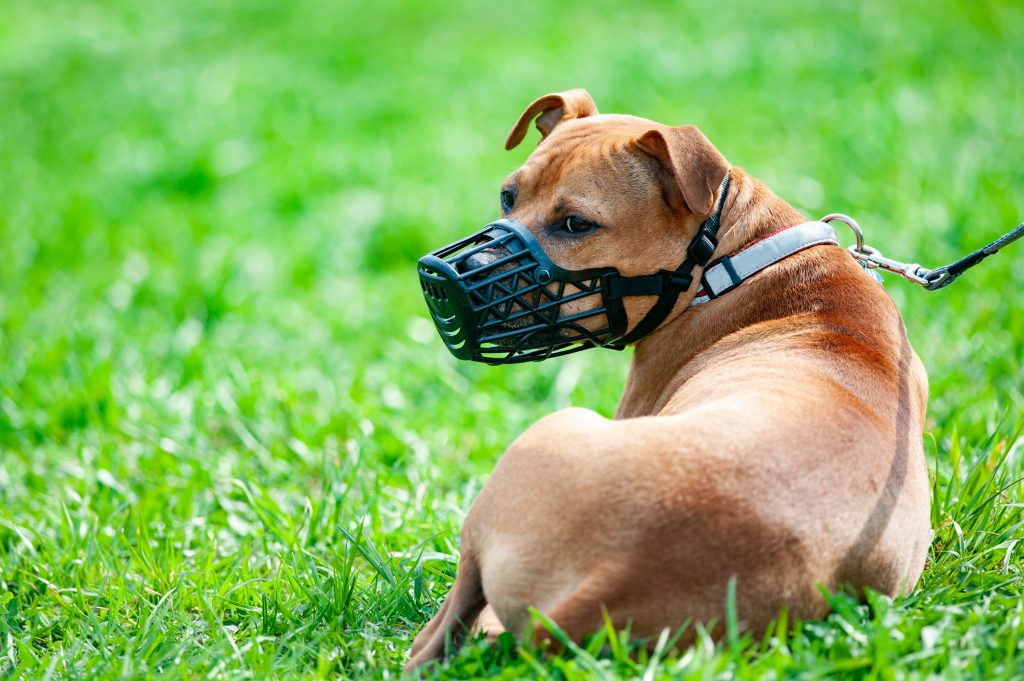 Aggressioni di cani all'uomo, 70 mila casi all'anno