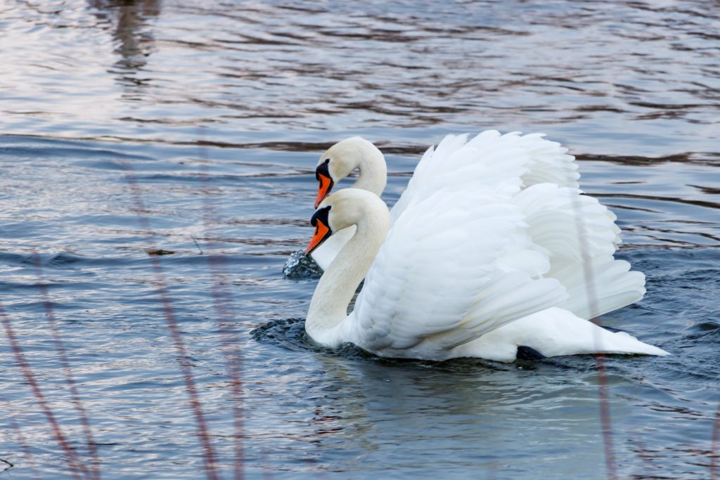 Cigno ucciso a bastonate, il partner si lascia morire