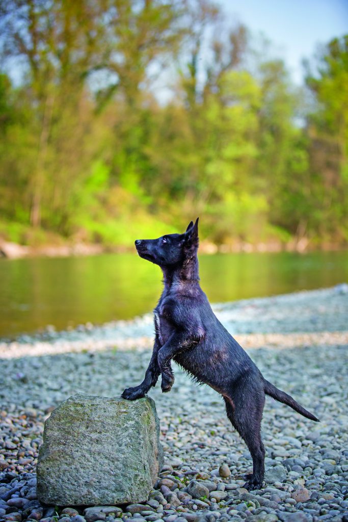 Pastore Olandese (Dutch Shepherd)