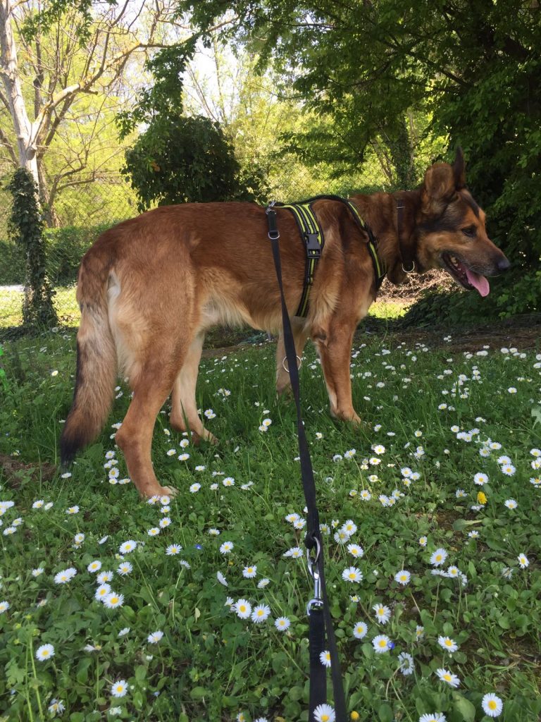 Zecche e pulci, come difendere i pet dalle malattie parassitarie