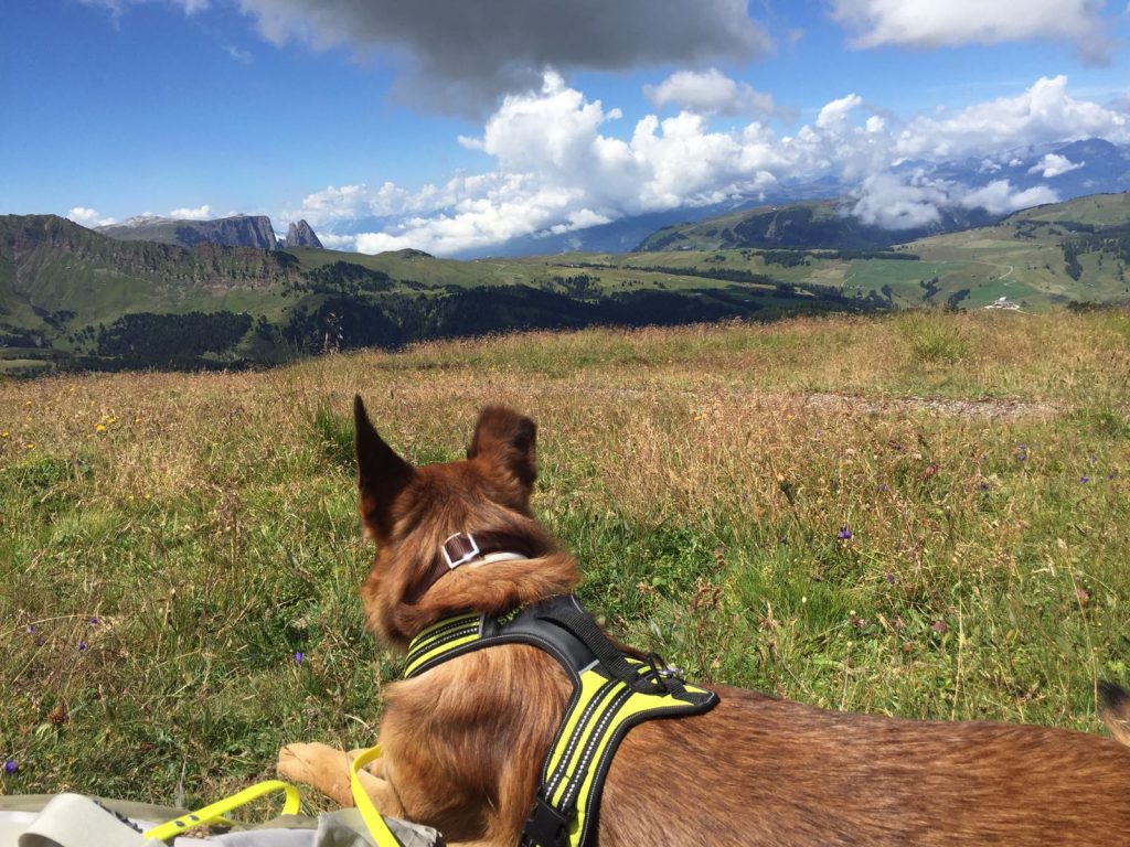 Cani e parassiti, la primavera è la stagione della prevenzione