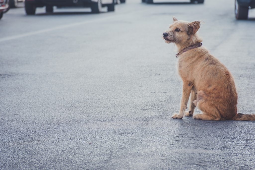 Il giudice: il cane è un oggetto, torni dal vecchio padrone