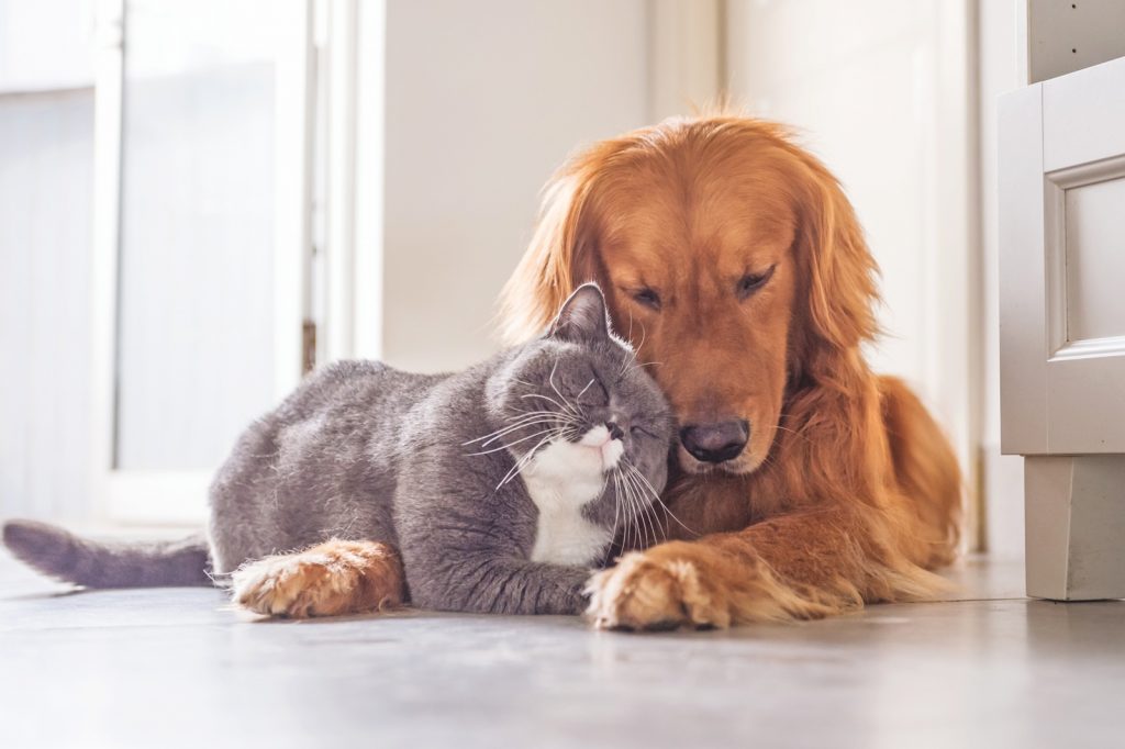 Cani e gatti davvero felici?