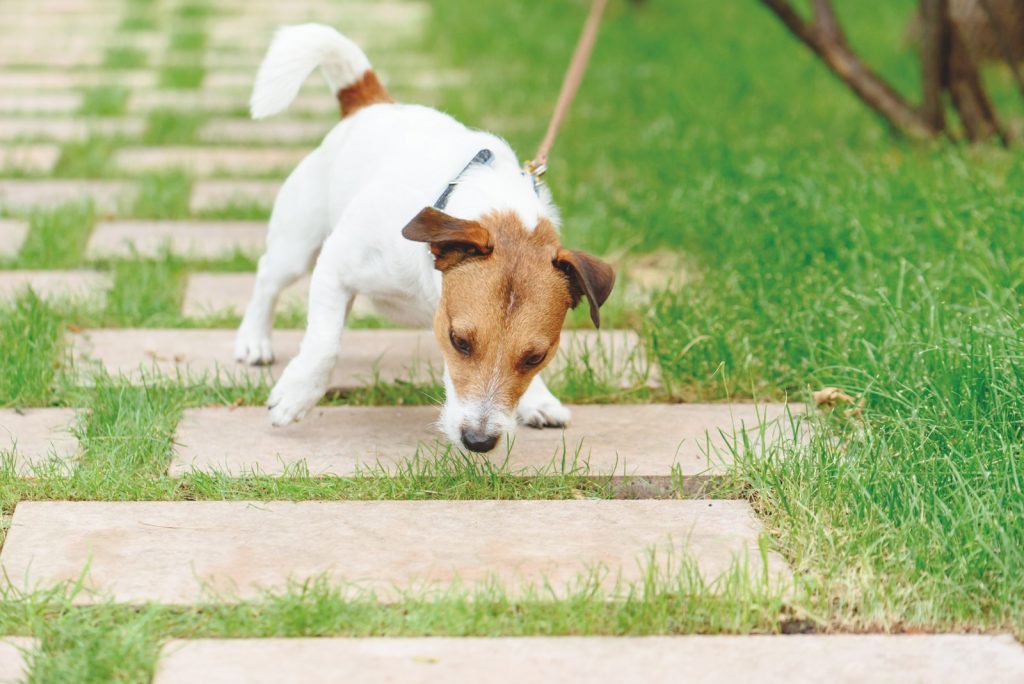 Cani e gatti davvero felici?