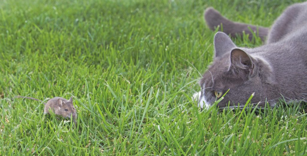 Cani e gatti davvero felici?