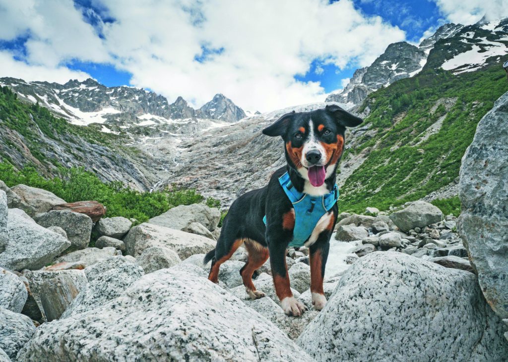 Vacanza a Courmayeur “a sei zampe”