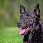 Pastore Olandese (Dutch Shepherd)