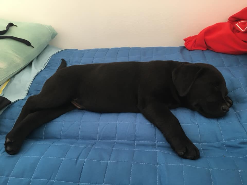 Manuel Bortuzzo, un cucciolo di labrador per ripartire