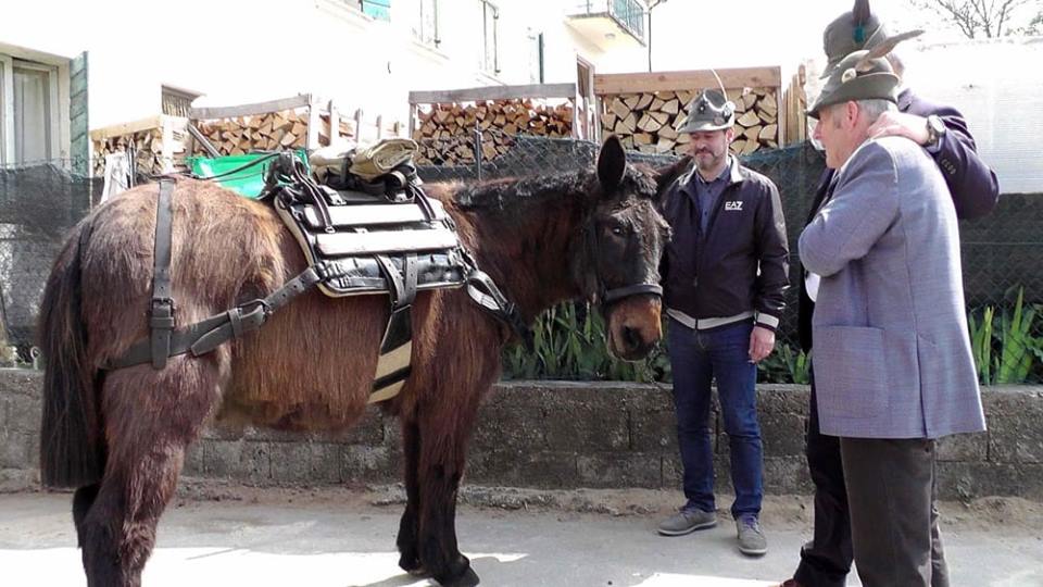 Alpini, adunata a Milano col mulo Iroso nel cuore