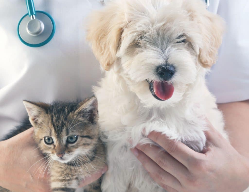 Ecco i prodotti consigliati dal veterinario che curano il tuo pet