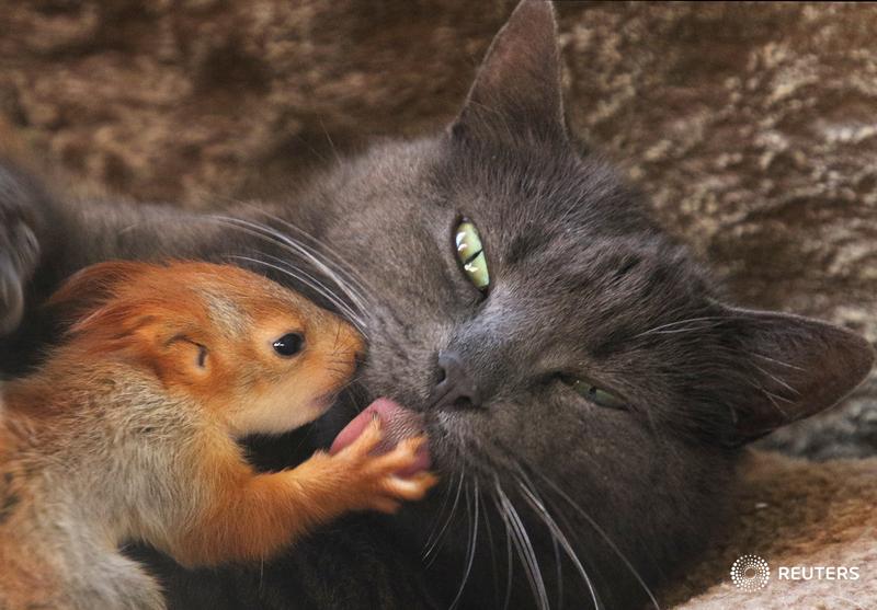 Famiglie moderne: la gatta Pusha e i suoi scoiattoli