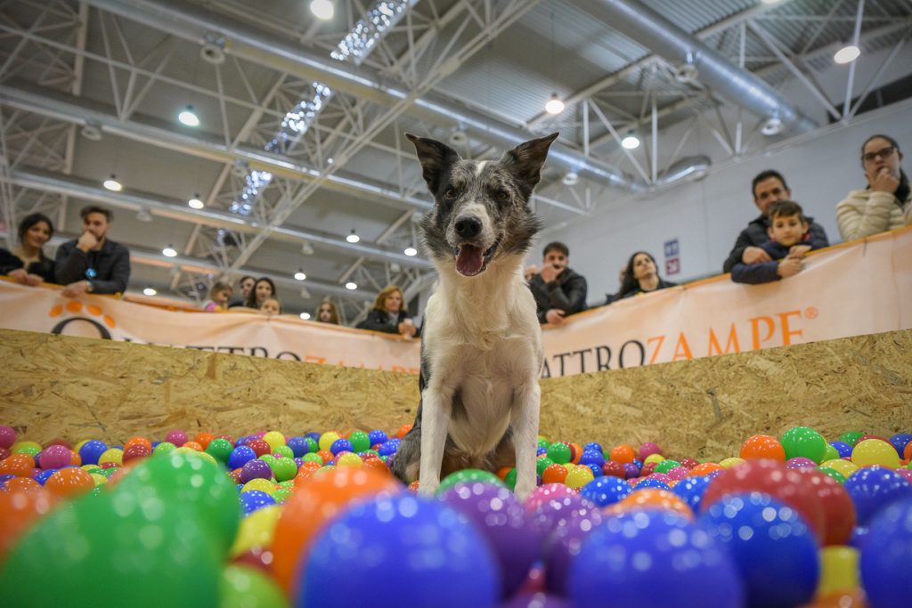 Quattrozampeinfiera sbarca a Torino il 25 e 26 maggio 2019