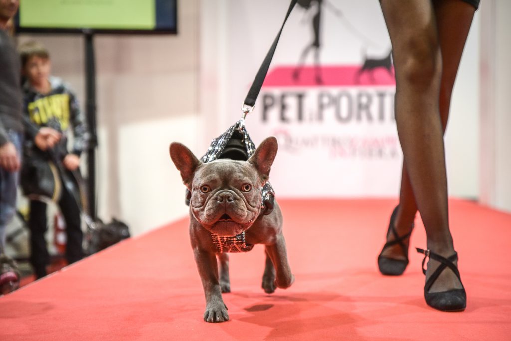 Quattrozampeinfiera Torino - 25/26 Maggio - Doggy Show