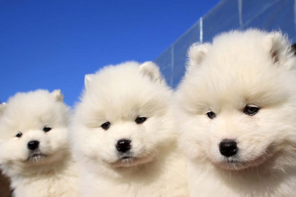 Cagnolini veri usati come premi tra i peluche